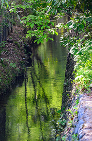 玉川上水緑道
