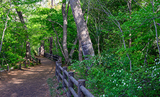 玉川上水緑道