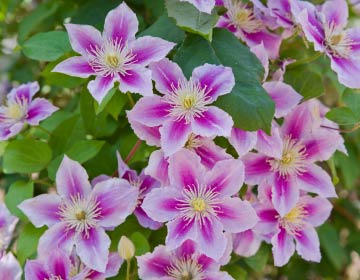 クレマチス