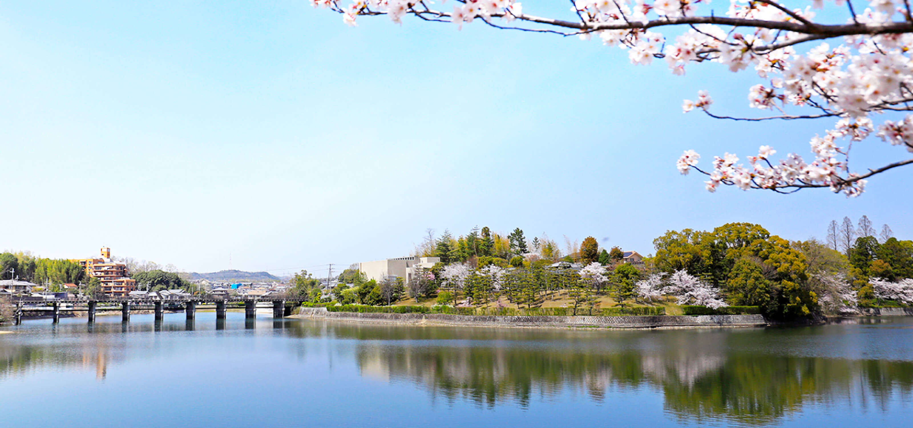 大渕池公園の池の画像