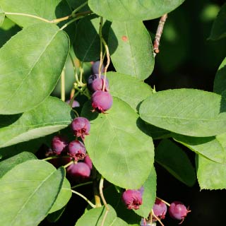 ジューンベリー