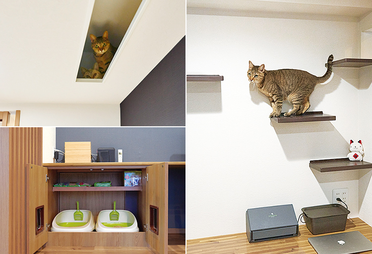 写真：天井の猫用隠れ家と通路、デスク下の猫用トイレ、キャットステップ